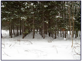 Forested lot after